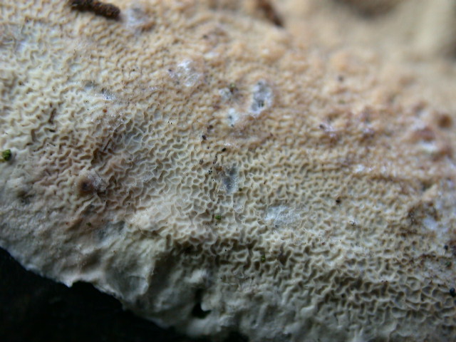 Aphyllo sulle spine (Skeletocutis nivea)